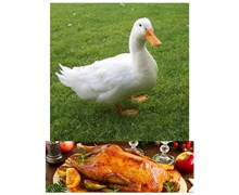 خواص گوشت اردک کلیک کنید (کد174) شیلات مهدی زاده - همراه 09155159391
