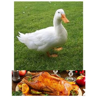 خواص گوشت اردک کلیک کنید (کد174) شیلات مهدی زاده - همراه 09155159391