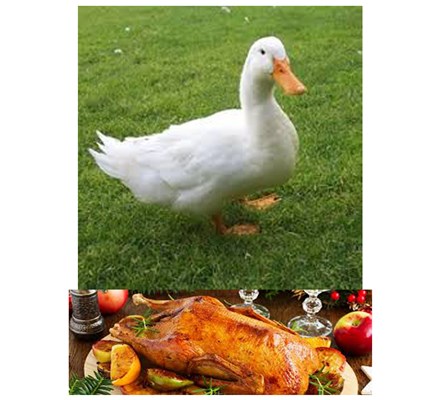 خواص گوشت اردک کلیک کنید (کد174) شیلات مهدی زاده - همراه 09155159391