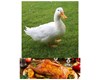خواص گوشت اردک کلیک کنید (کد174) شیلات مهدی زاده - همراه 09155159391